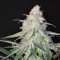 Peyote Critical Seeds