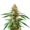 Pineapple Express Seeds