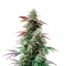 Pink Runtz Auto Seeds