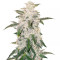 Graines de cannabis Pure Kush (Original Sensible Seeds)