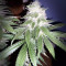 Runtz Muffin Seeds (Barney’s Farm)