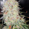 Sensi Skunk Seeds