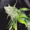 Shogun feminized seeds