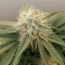 Graines de cannabis Skunky Monkey Auto (Heavyweight Seeds)