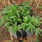 Speed Haze (Blackskull Seeds)