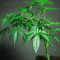 Sementes Feminizadas de Strawberry Lemonade (Barney's Farm)