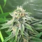 Sementes Feminizadas de Strawberry Sangria Banana Autoflower (Seedkeepers)
