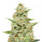 Tangie Regular (Reserva Privada)