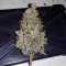 THC Bomb Auto feminized seeds