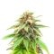 The Upsetter Seeds (Humboldt Seed Company)