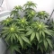 White Panther (White Snurf) feminized seeds