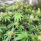 Vitality Feminized Seeds (AlphaFem Seeds)