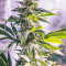 white widow