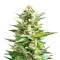 Semi di Amnesia Haze femminizzati (Soma Seeds)