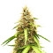 Auto Top 69 strain