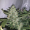 Graines de cannabis Auto Xtreme (Dutch Passion)