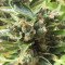 Candy Kush Auto feminized seeds