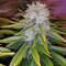Cluster Bomb Seeds