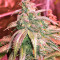 Congo x Kali China feminized seeds