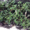 Gelato 33 feminized seeds (Advanced Seeds)