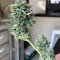 Auto Gigabud (G13 Labs)