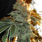 Graines de cannabis Headstash (Karma Genetics)