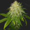 LA Chocolat Seeds