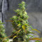 Graines de cannabis LA Confidential (DNA Genetics)