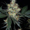 Nepal Jam regular (Ace Seeds)