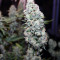 Northern Cheese Haze Auto Seeds