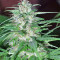 Panama Regular seeds