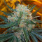 Skunk #1 feminized seeds (Sensi Seeds)