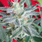 Graines de cannabis Snow Moon Regular (Ace Seeds)