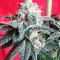 Snow Moon Seeds