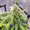 Strawberry Gum feminized seeds