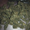 Wedding Gelato feminized seeds
