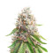 Apple Fritter Feminized Seeds (Grow Barato)