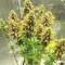 Graines de cannabis Blue Pyramid (Pyramid Seeds)