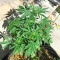 Freeze Berry Auto feminized seeds