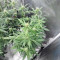 Glueberry (Expert Seeds)