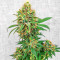 I'm Alive Feminized Seeds (AlphaFem Seeds)