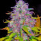 Jock Horror Seeds