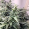 Venta de LSD Auto (Barney's Farm) | Semillas de marihuana feminizadas