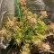 Tangie'matic Seeds