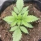 Tangie'matic Seeds