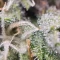 Tangie'matic Seeds