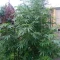 Blackberry Moonrocks Seeds (AlphaFem Seeds) - Cannabis Strain Seeds for Sale