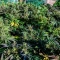 Eleven Roses Seeds (Delicious Seeds) - Cannabis Strain Seeds for Sale