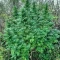 Eleven Roses Seeds (Delicious Seeds) - Cannabis Strain Seeds for Sale