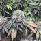 Mimosa EVO Seeds (Barney’s Farm) - Cannabis Strain Seeds for Sale